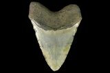 Huge, Fossil Megalodon Tooth - North Carolina #158228-2